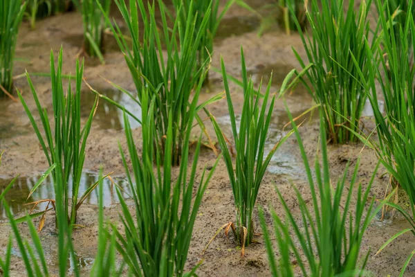 在被水淹没的稻田里种植绿色植物 — 图库照片