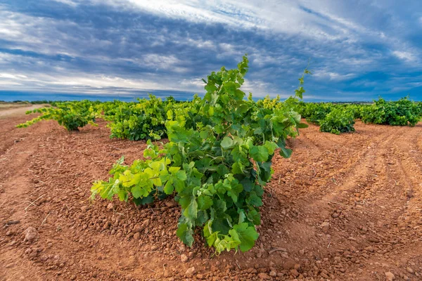 Vastas filas de viñedos esquina bajo el cielo nublado —  Fotos de Stock