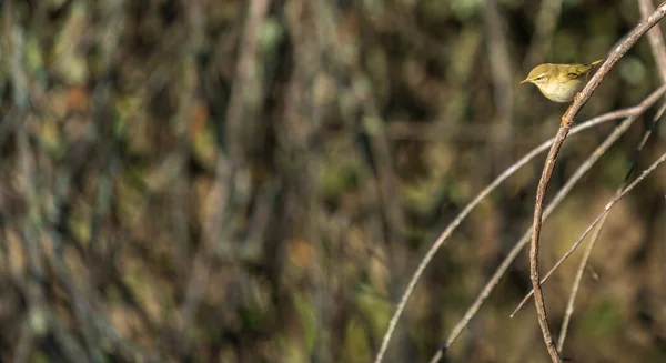 Gelber Vogel über dem kleinen Ast mit Text-Leerzeichen — Stockfoto