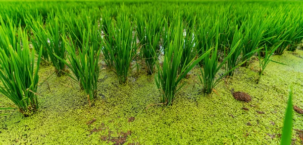 Büyüyen bitkilerle dolu pirinç tarlası. — Stok fotoğraf