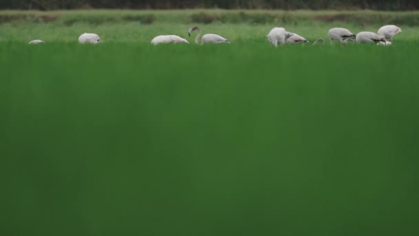 Flamingo group feeding and walking over green growing rice fields in slow-mo — Stock Video