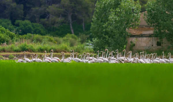 Large group of flamingoes heads up feeding on the ricefield — Stock Photo, Image