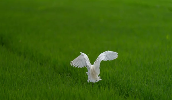 White heron landing over rice field, rear view — 图库照片