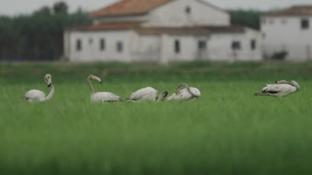 Limpieza del grupo flamenco temprano en la mañana sobre campos de arroz — Vídeo de stock