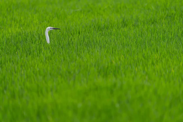 White heron head in the middle of the rice field — 图库照片