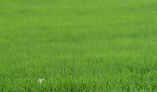 Heron head in the middle of the rice field — Stockfoto