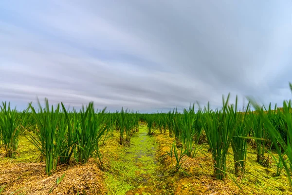 Rice field with growing plants long exposure — 图库照片