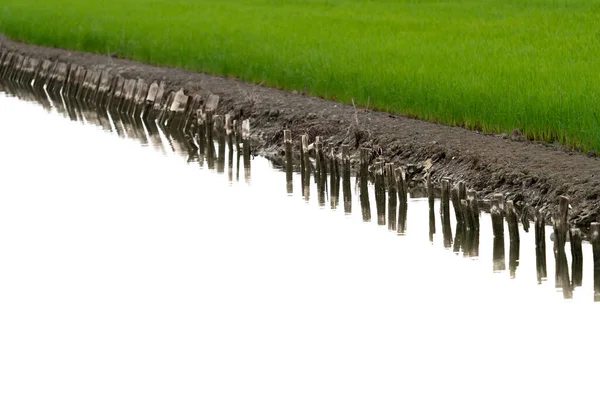 Bevattningskanal nära grönt risfält — Stockfoto