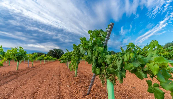 Vaste vignoble rangées et raisins sous le ciel nuageux — Photo