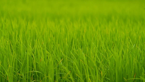 Fundo do campo de arroz com profundidade de campo rasa — Fotografia de Stock