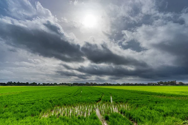 Risfält med växande växter under mörka moln — Stockfoto