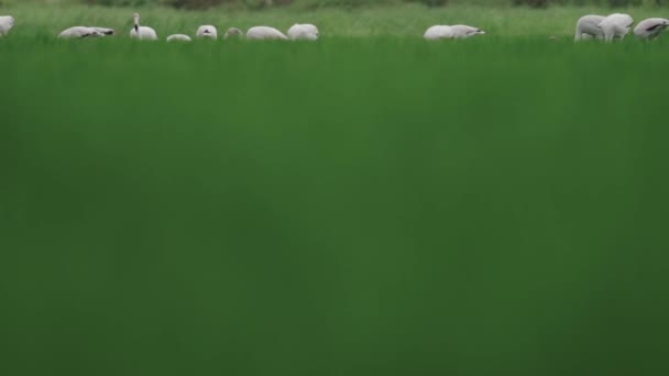 Фламінго годує і ходить по зелених рисових полях у повільному темпі — стокове відео