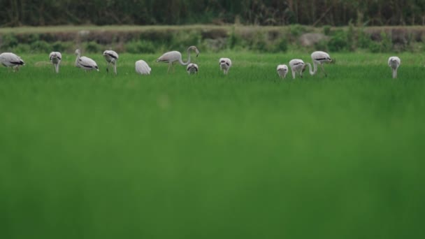 Група фламінго годує і йде по зелених полях рису. — стокове відео