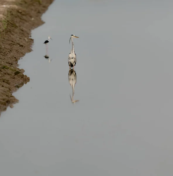 Heron metin alanı için nehrin üzerine yansıtılıyor — Stok fotoğraf