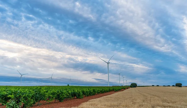 Vasta viña, campo de cereales y molinos de viento bajo el cielo nublado —  Fotos de Stock