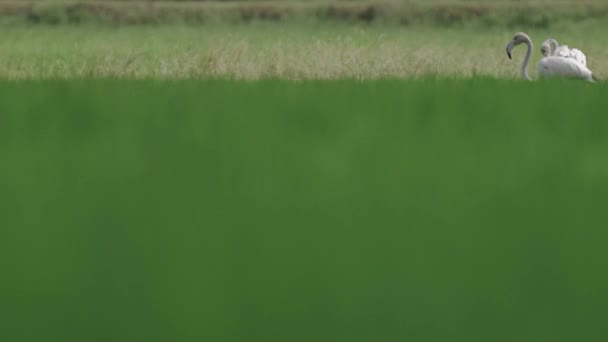 Flamingo reinigt sich, während zwei andere von rechts nach links gehen — Stockvideo