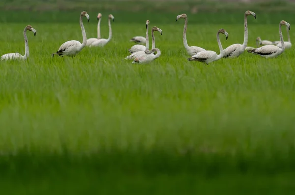 Group of flamingoes with heads up on the ricefield — Stock Photo, Image