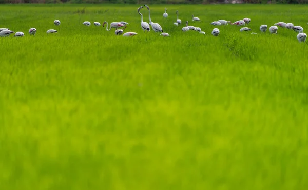 Dois pássaros flamingo com cabeças desafiadoras para cima sobre o grupo — Fotografia de Stock
