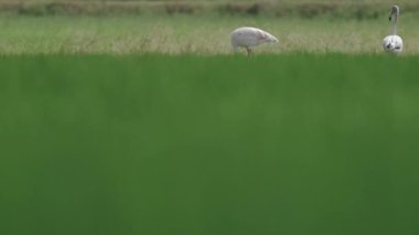 Flamingo kendini temizlerken diğer ikisi sağdan sola yürüyor.