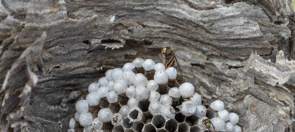 Wasps and larvas inside the nest