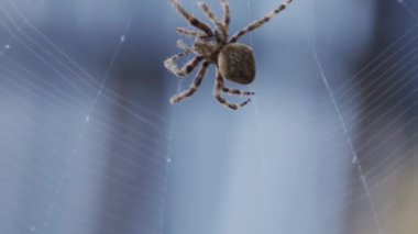 Örümcek ağı örümceğinin yavaş hareketi