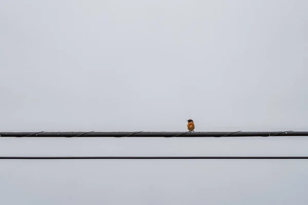 Stromleitungen mit Vogel, der nach links schaut — Stockfoto