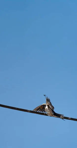 Swallow acrobatic landing over the cable with text space — Stock Photo, Image