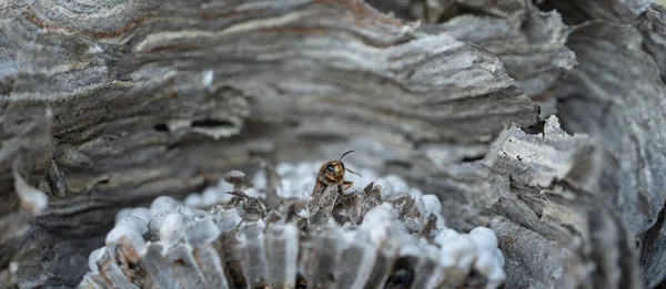 Wesp over het wespennest, van dichtbij gezien — Stockfoto