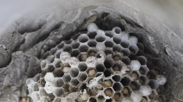 Dentro do ninho de vespas com muitas larvas — Vídeo de Stock