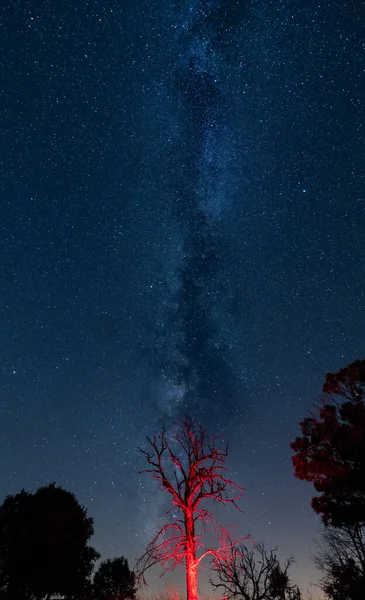 Toter roter Baum unter der Milchstraße — Stockfoto