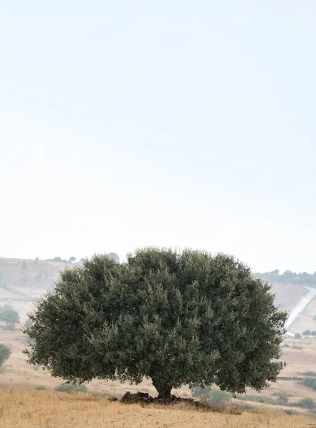 Regen über den isolierten Baum mit weißem Raum — Stockfoto