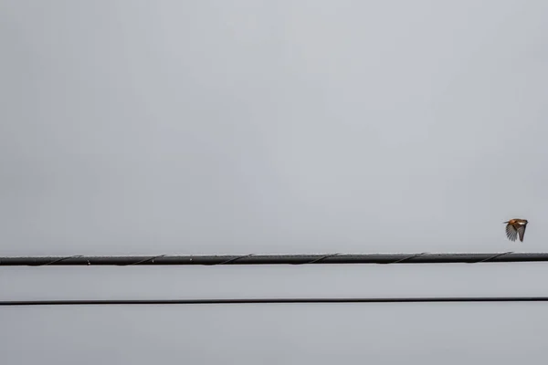 Power lines with bird flying out of them — Stock Photo, Image