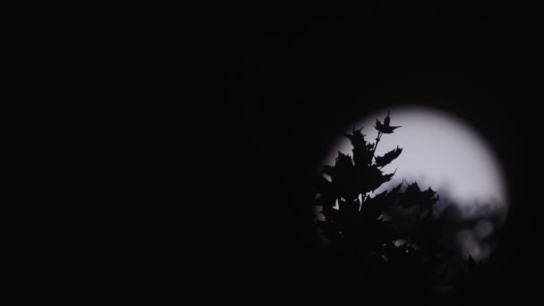 Strom listí silueta a obrovské slunce v pozadí — Stock video