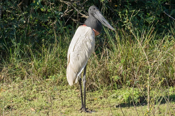 Jabiru jabiru mycteria — стокове фото