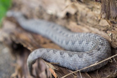 vipera latastei engerek yılanı