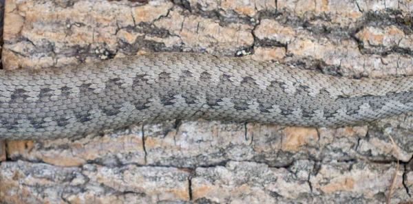 Żmija węża, żmija iberyjska — Zdjęcie stockowe