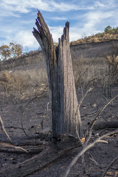 Tronc d'arbre après le feu — Photo