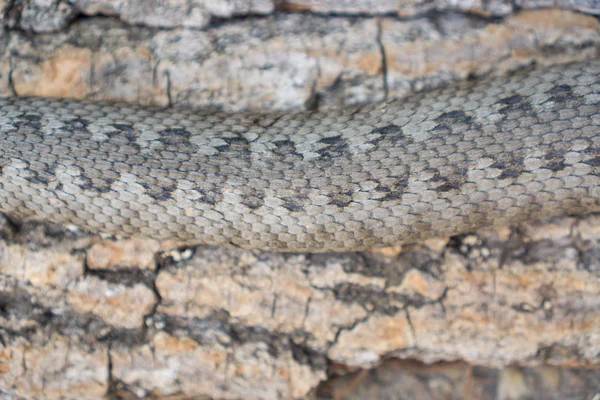 Viper serpente, Vipera latastei — Fotografia de Stock