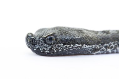 engerek yılanı bebek, vipera latastei