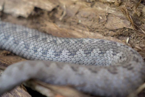 Had zmije vipera latastei — Stock fotografie