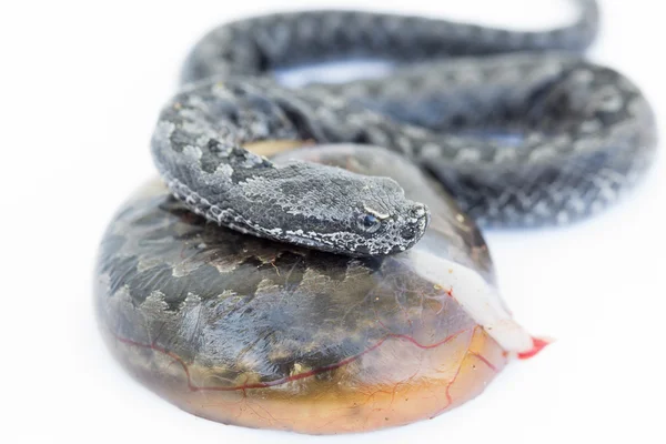 Engerek yılanı bebek ve yumurta, vipera latastei — Stok fotoğraf
