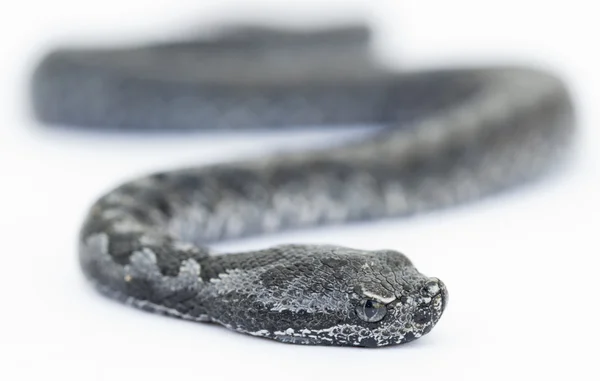 Miminko had zmije, vipera latastei — Stock fotografie