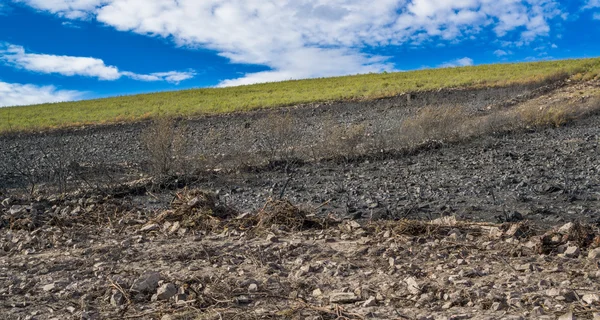 After the Fire bush — Stock Photo, Image