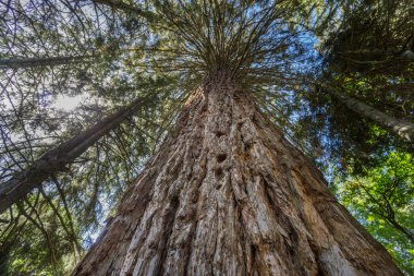 Sequoia