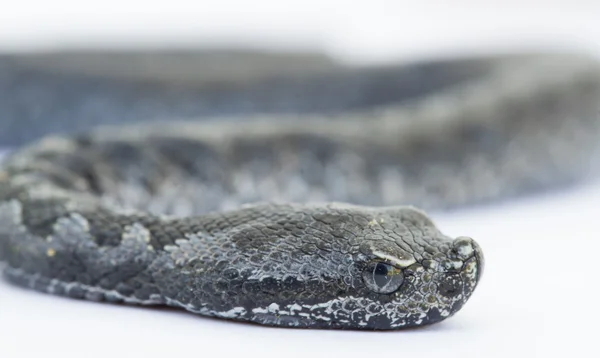 Engerek yılanı bebek, vipera latastei — Stok fotoğraf