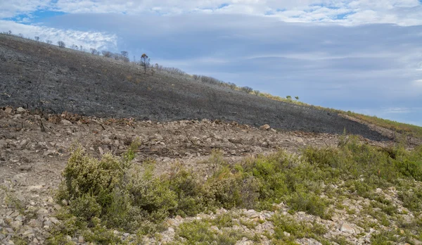 Après le buisson du feu — Photo