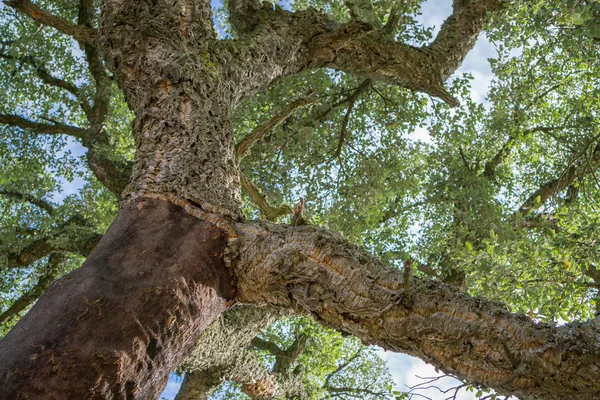 皮をむいたコルクオークの木 — ストック写真