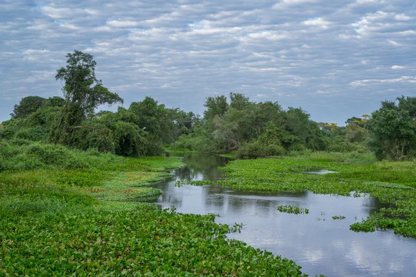 Brasiliansk panantal — Stockfoto