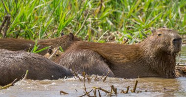 Capybara. Hidrokorerus hidroteris.