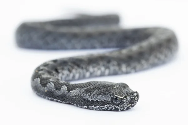 Engerek yılanı bebek, vipera latastei — Stok fotoğraf